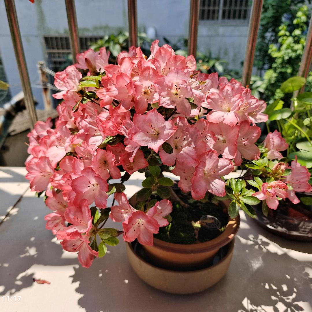 梅子