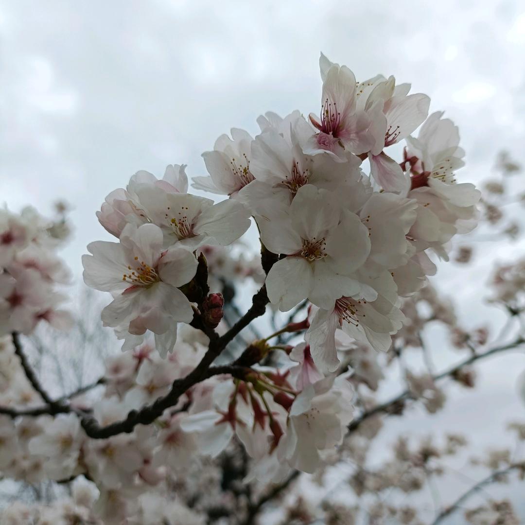 茉莉花茶🍵