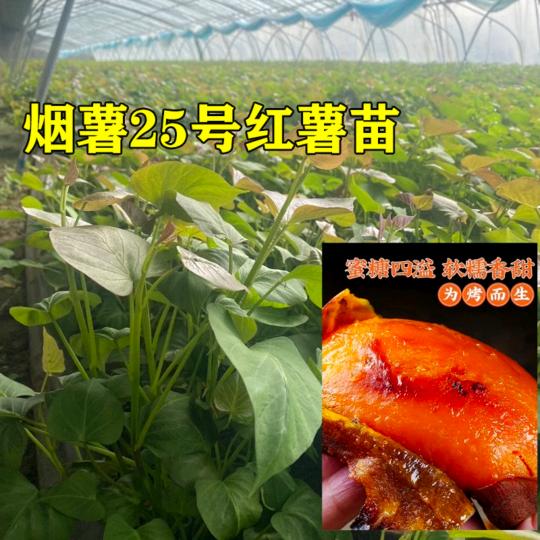 红薯基地朱哥