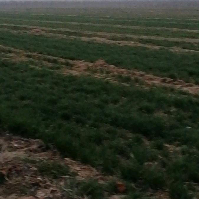 为你而留（刘）