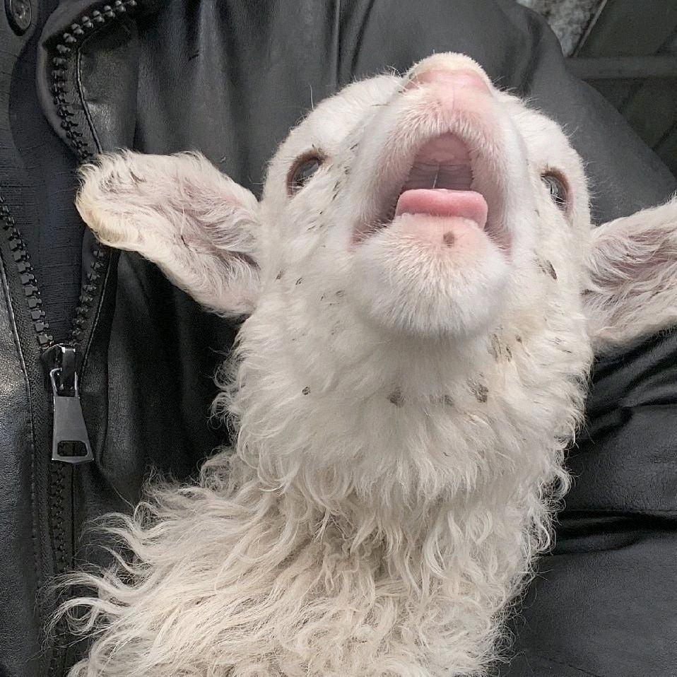 八方来财之老牛