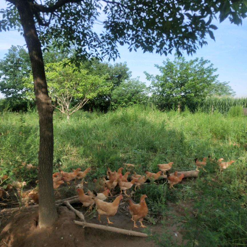 笑看人生（卖🐔）