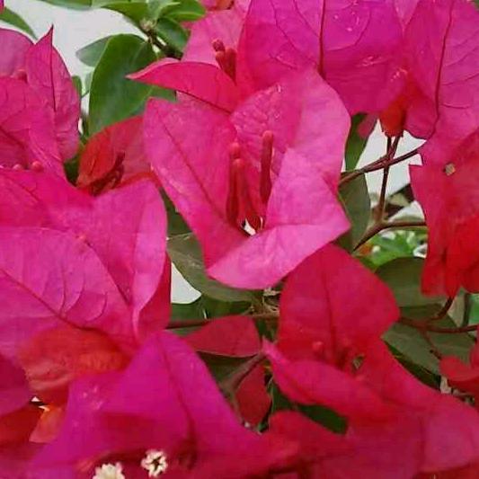 花姐姐