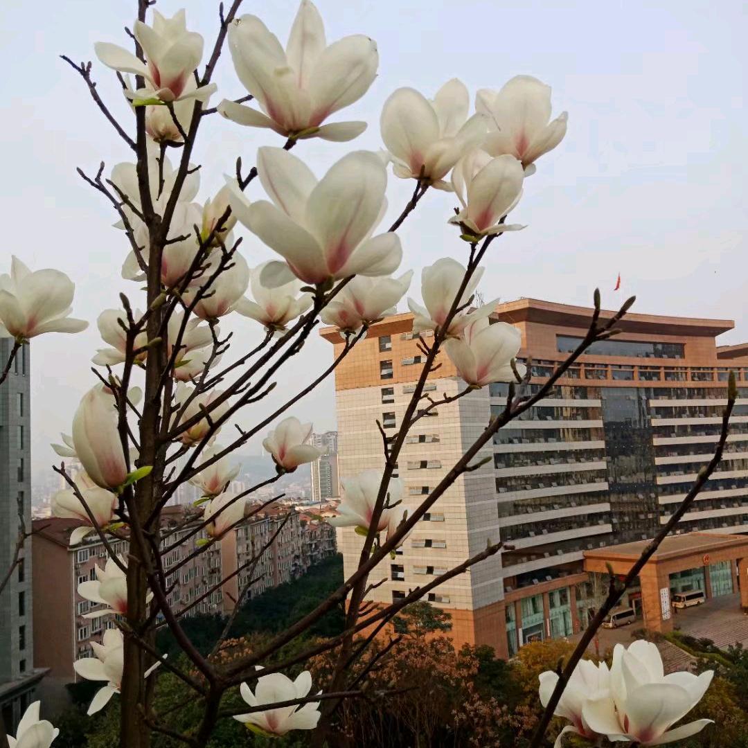渺渺