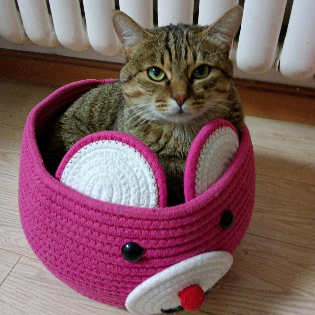 凤妈