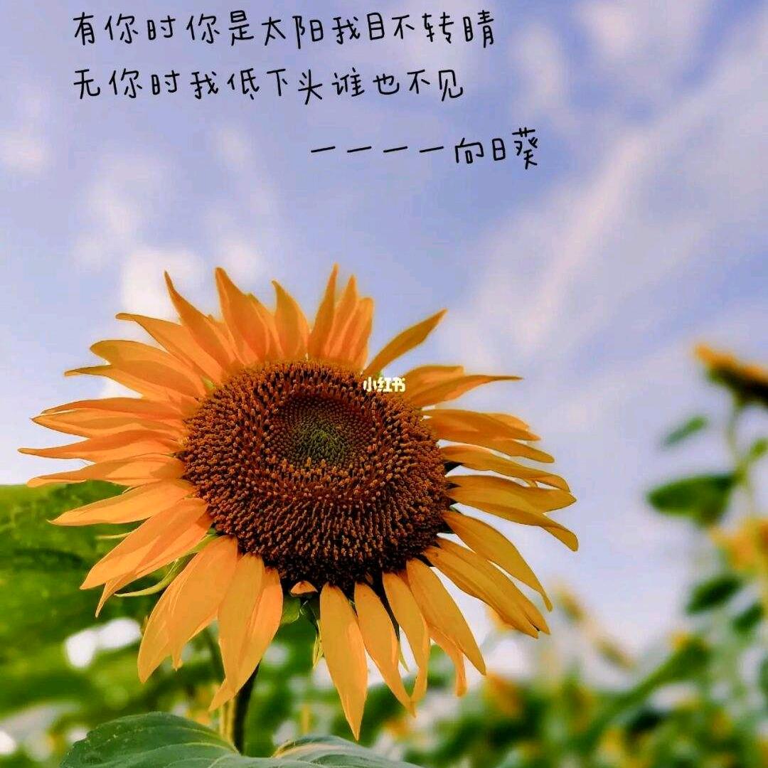 手机用户72561311392