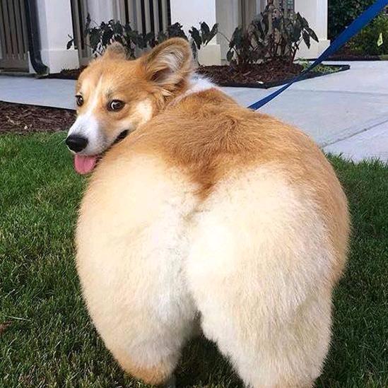 加冕苍神狗窝大总管！