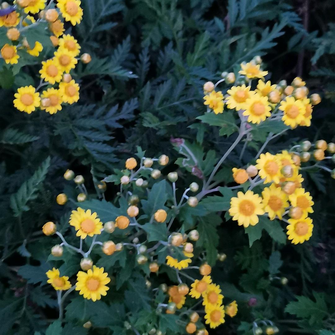 吉祥物流～凤姐