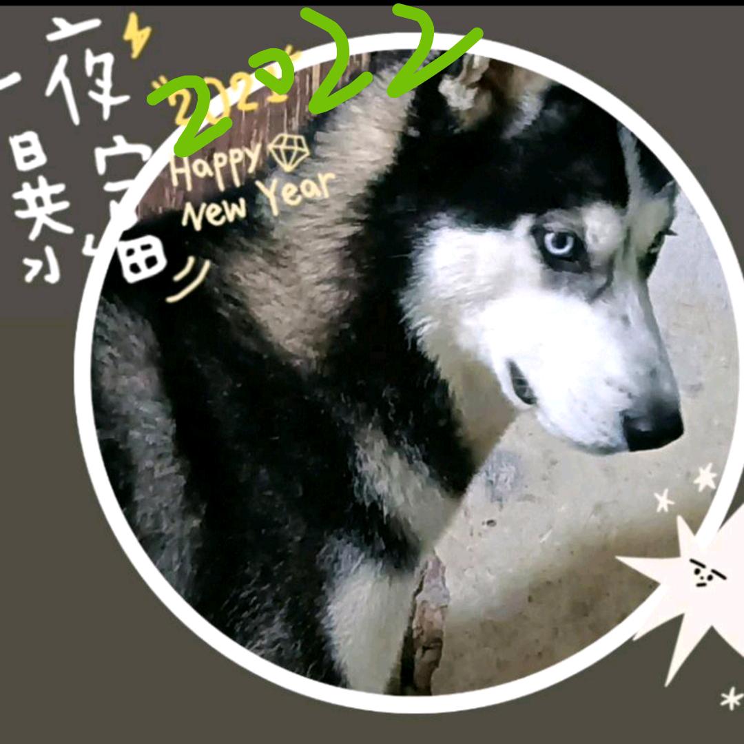 皮皮哈多多