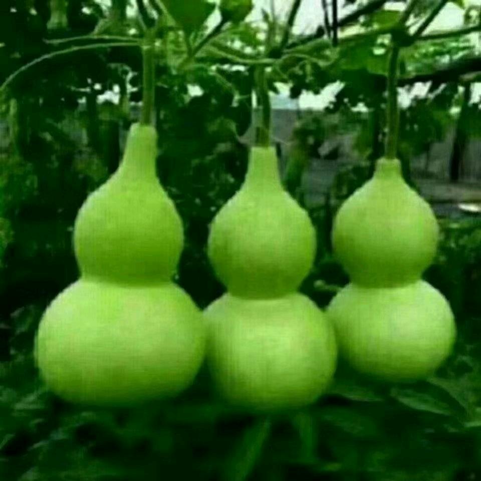 泿子回头