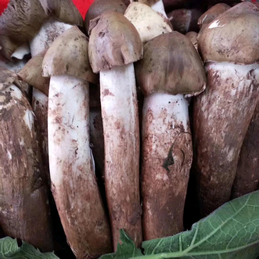 罗三哥斗鸡菇批发零售
