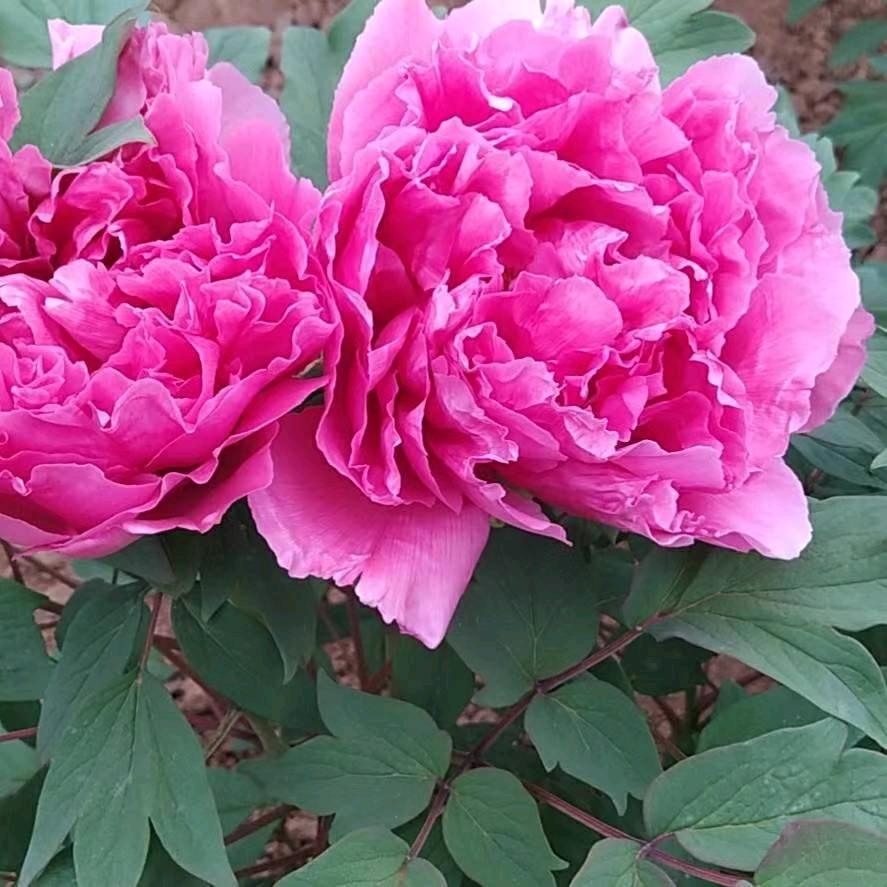 轩轩奶奶🌷🍀🌷🍀🌷