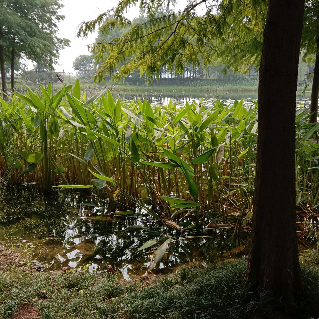 陈天华