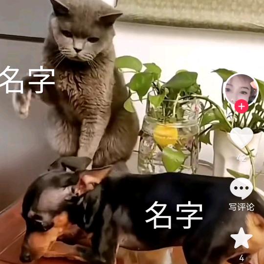 爱