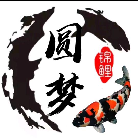 莱芜圆梦锦鲤