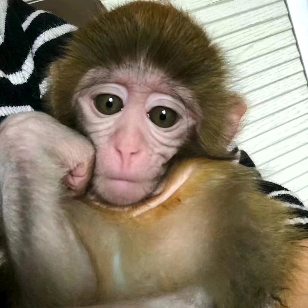 晓杰.