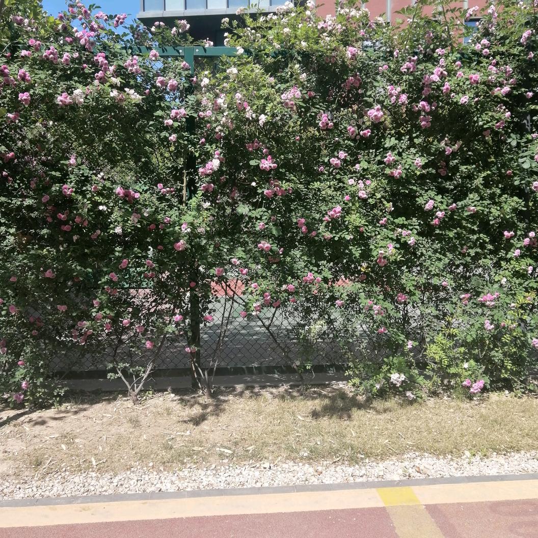 康乃馨
