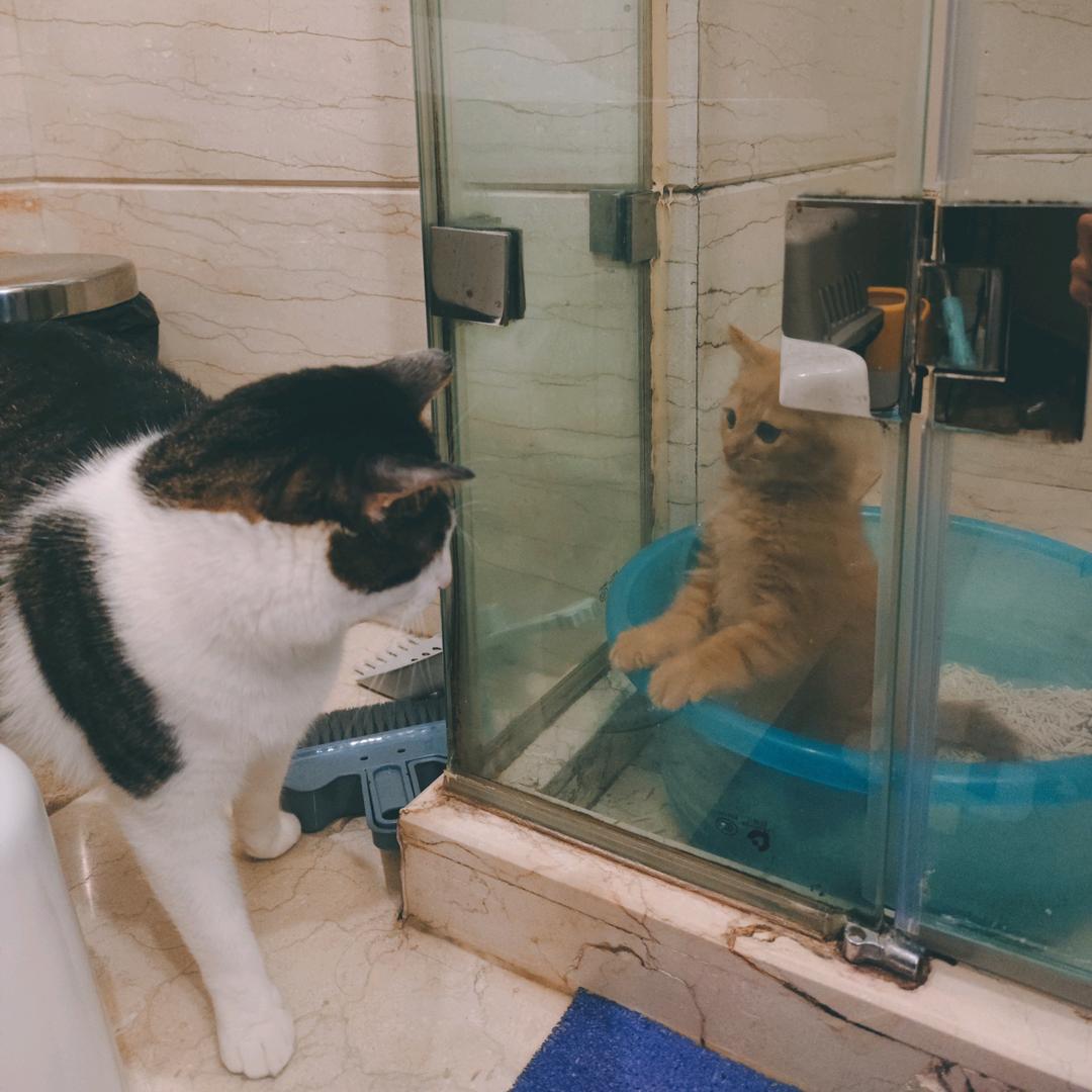 王八两和王小呆