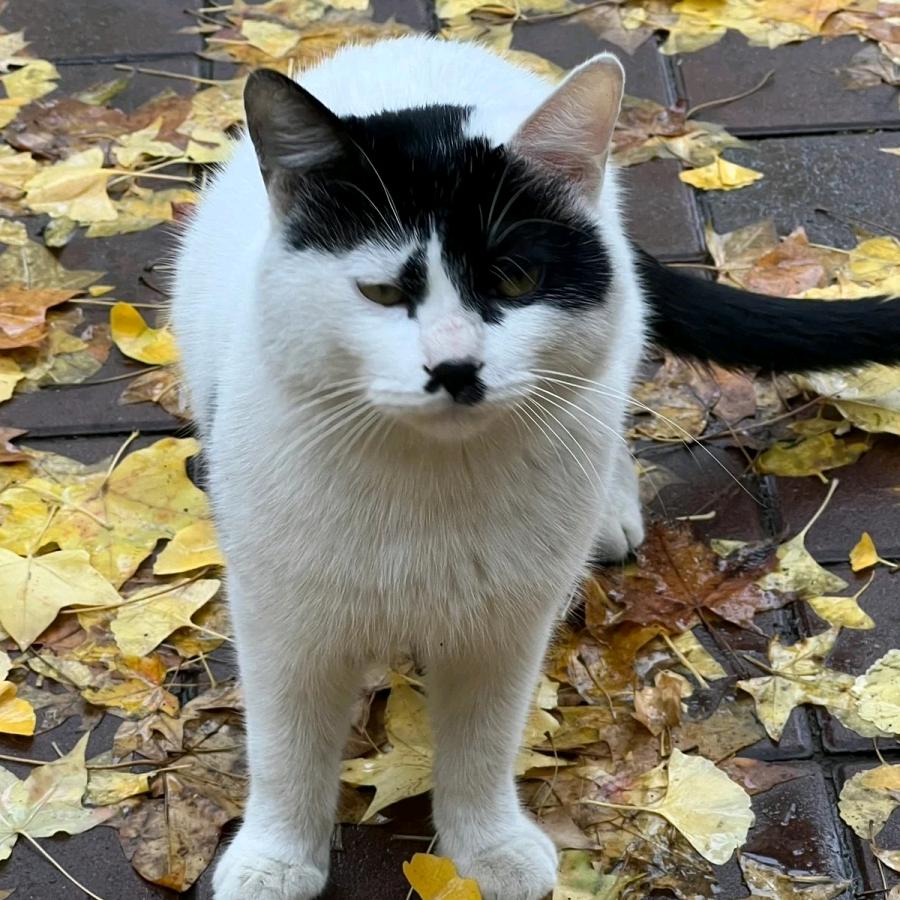 巴嘎猫拆卡