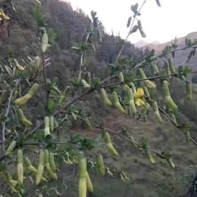 花老板的花@酉阳县杨罡农业