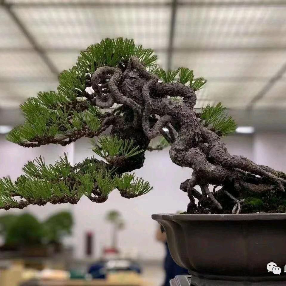 韬园