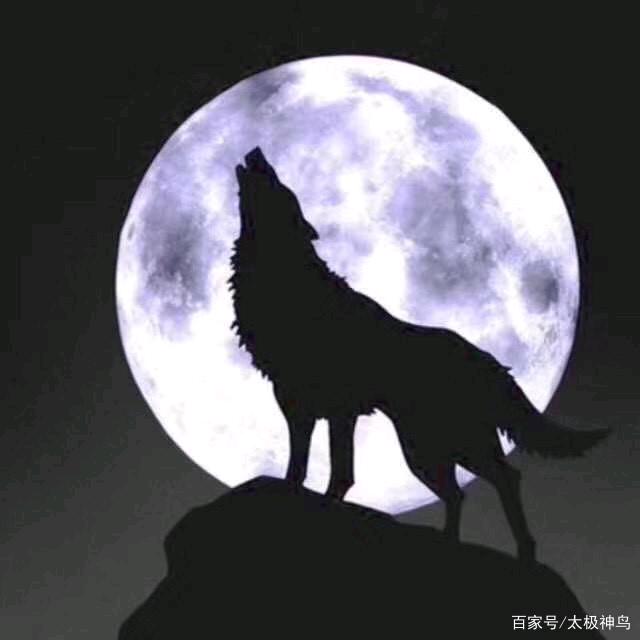 💫💫暗影孤狼💕💞