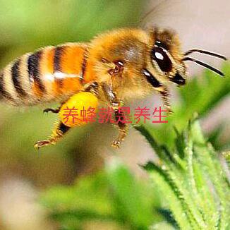 蜂养人