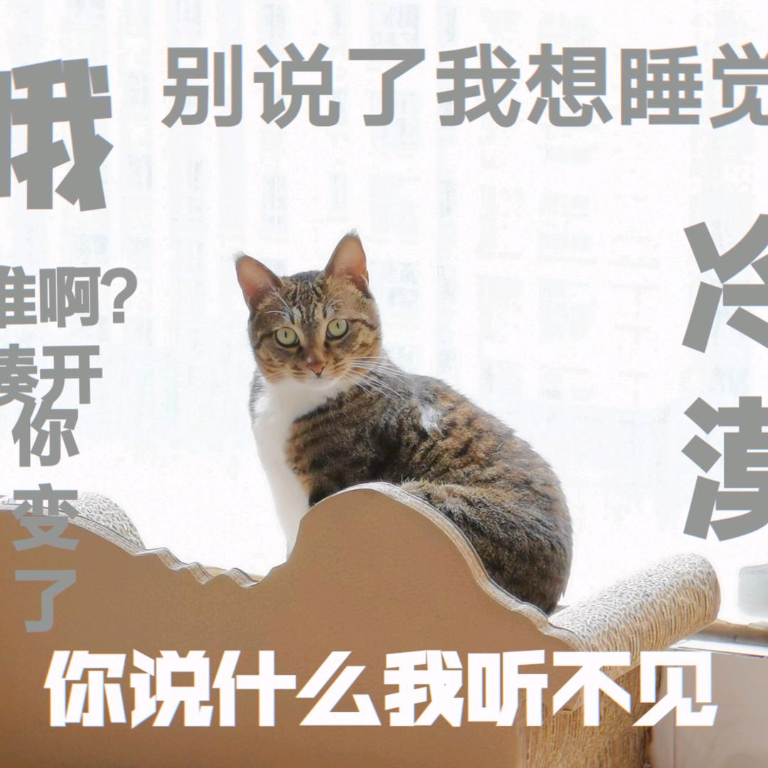 小狐狸