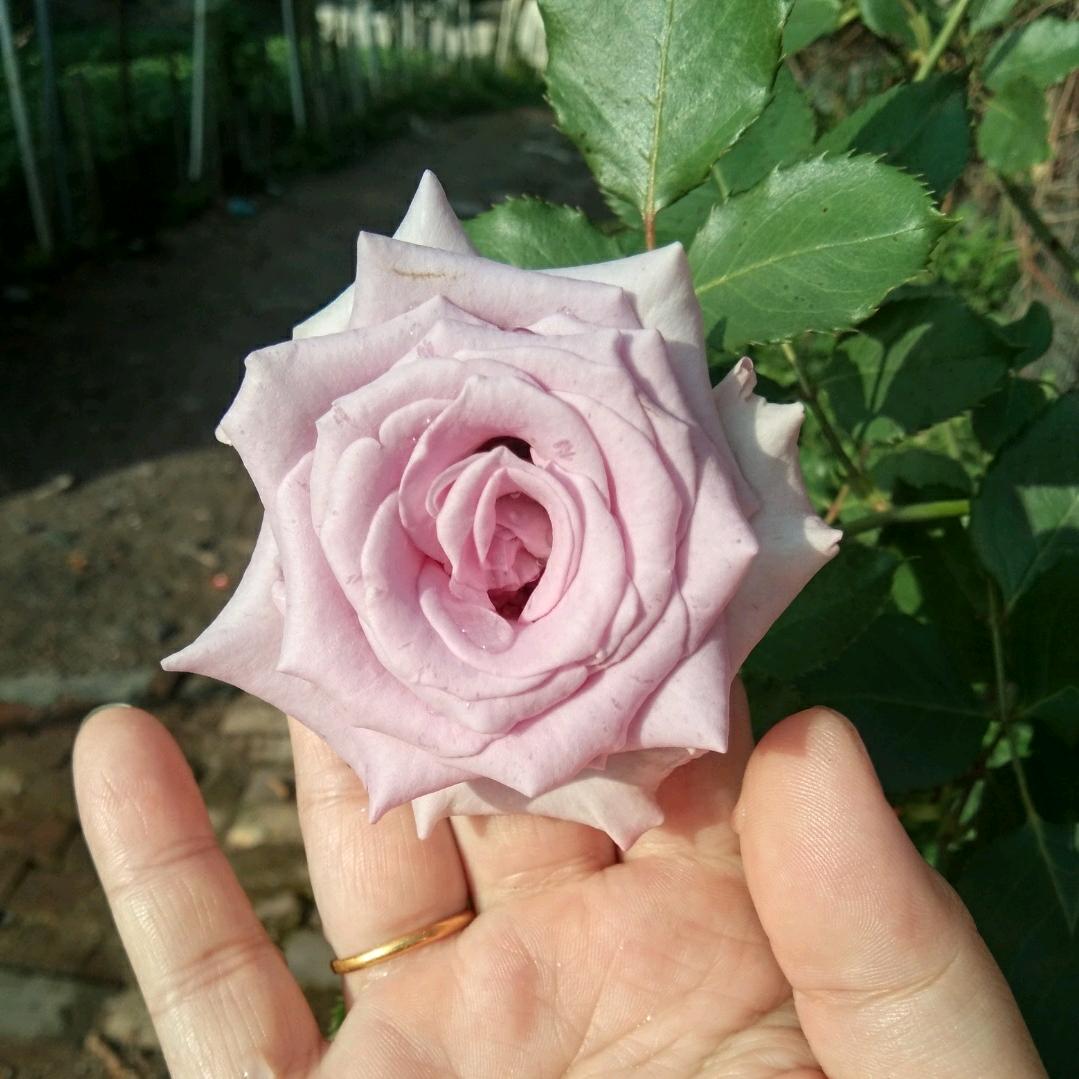 鸟语花香