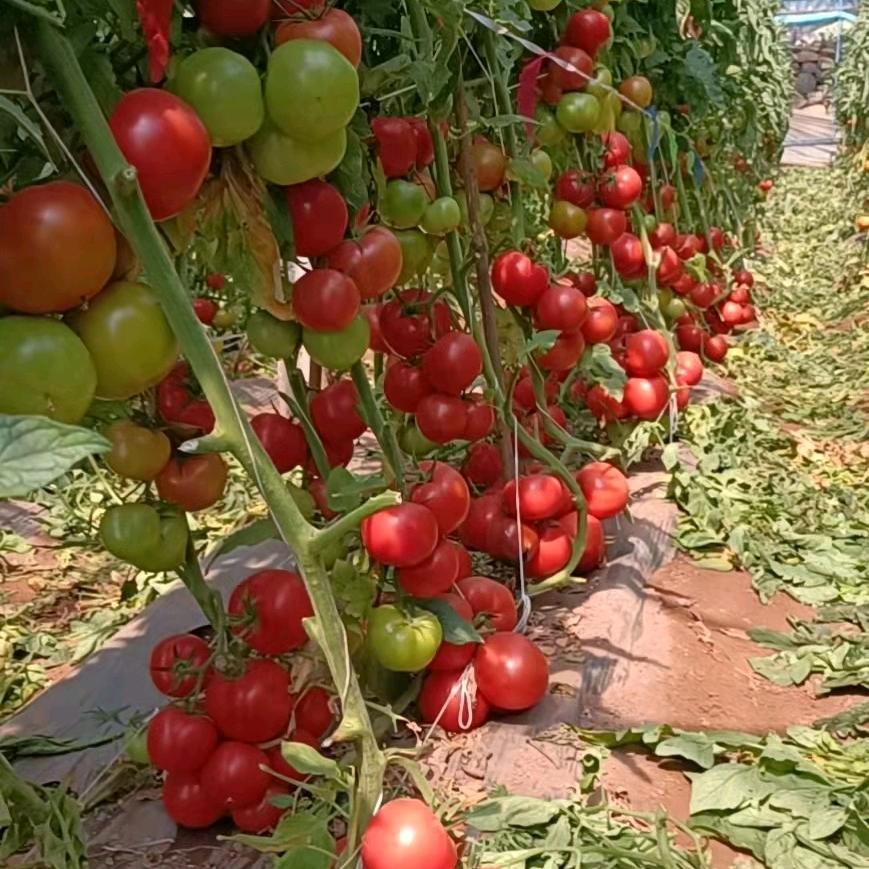 专业种苗，宋健