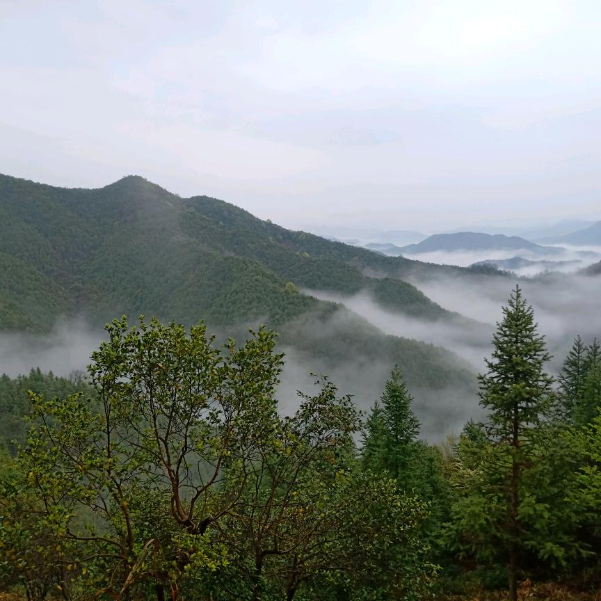 岁月如风《醉挽清风》