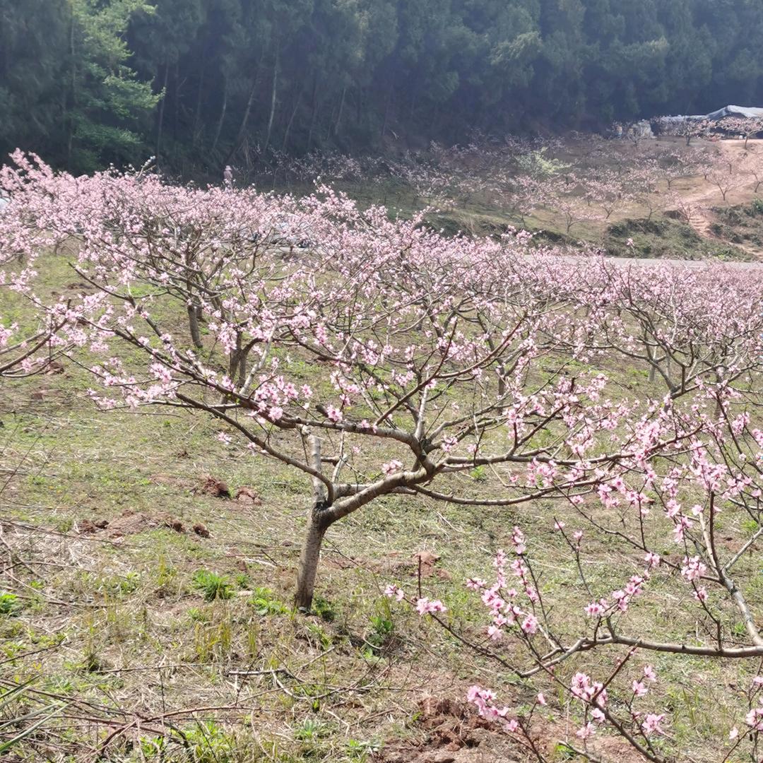 石排下沙裕佳劳务郭生