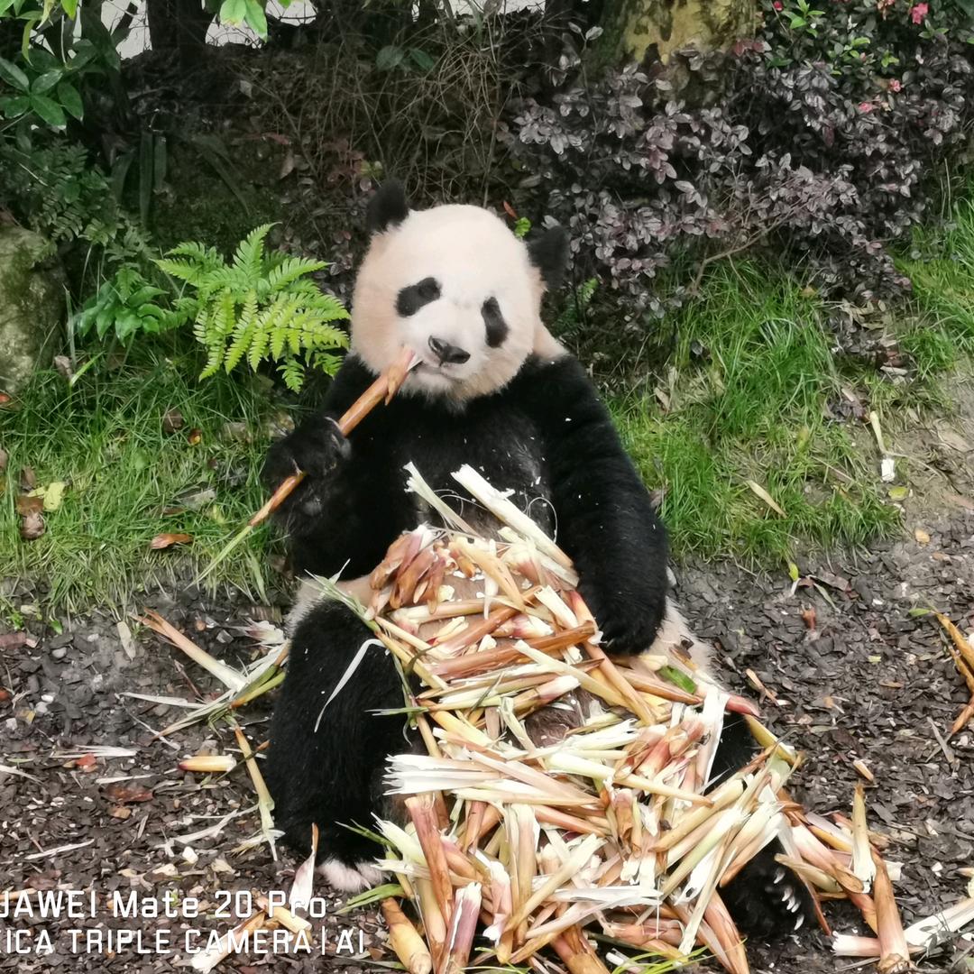 昆虫