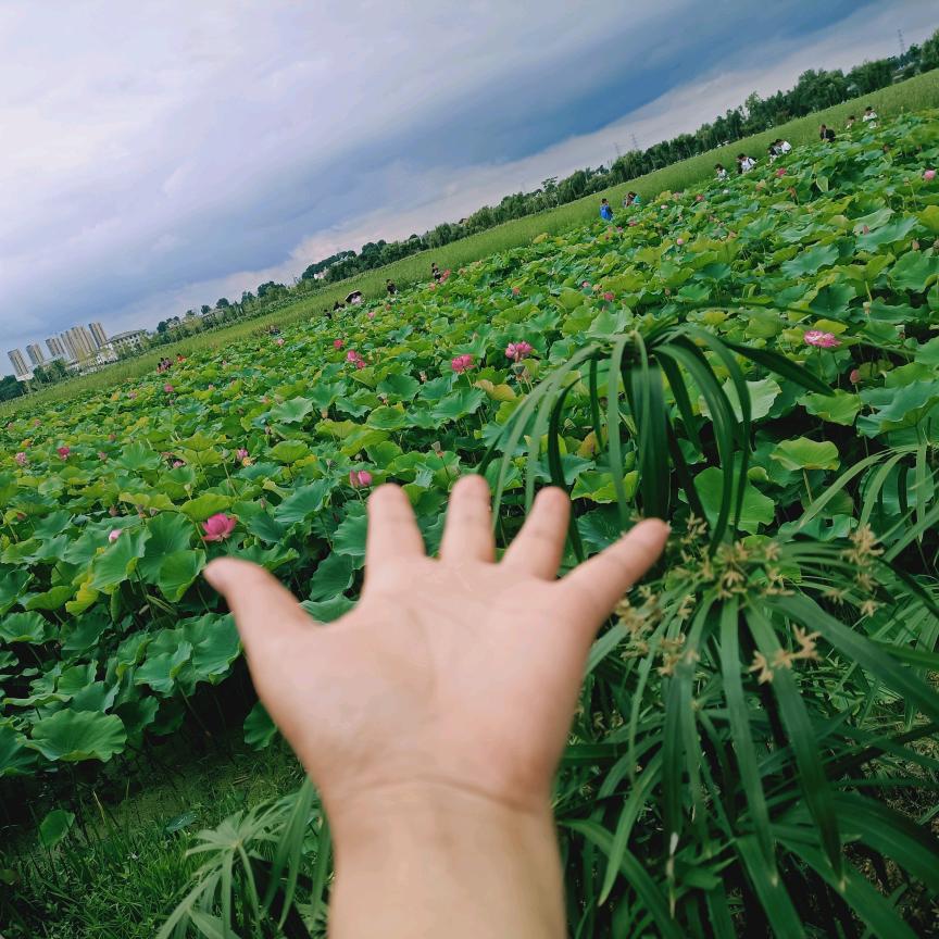 自然green