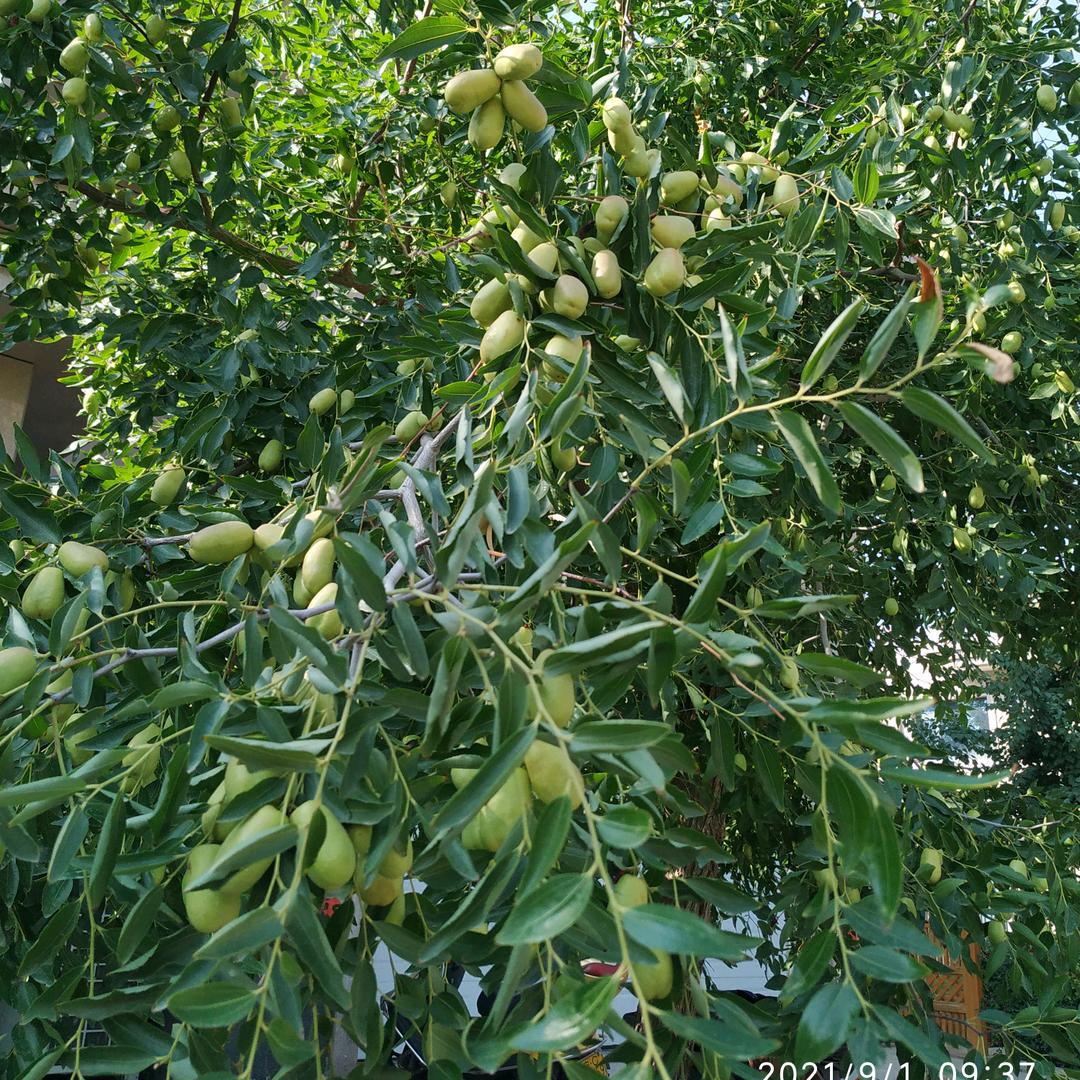开心（）