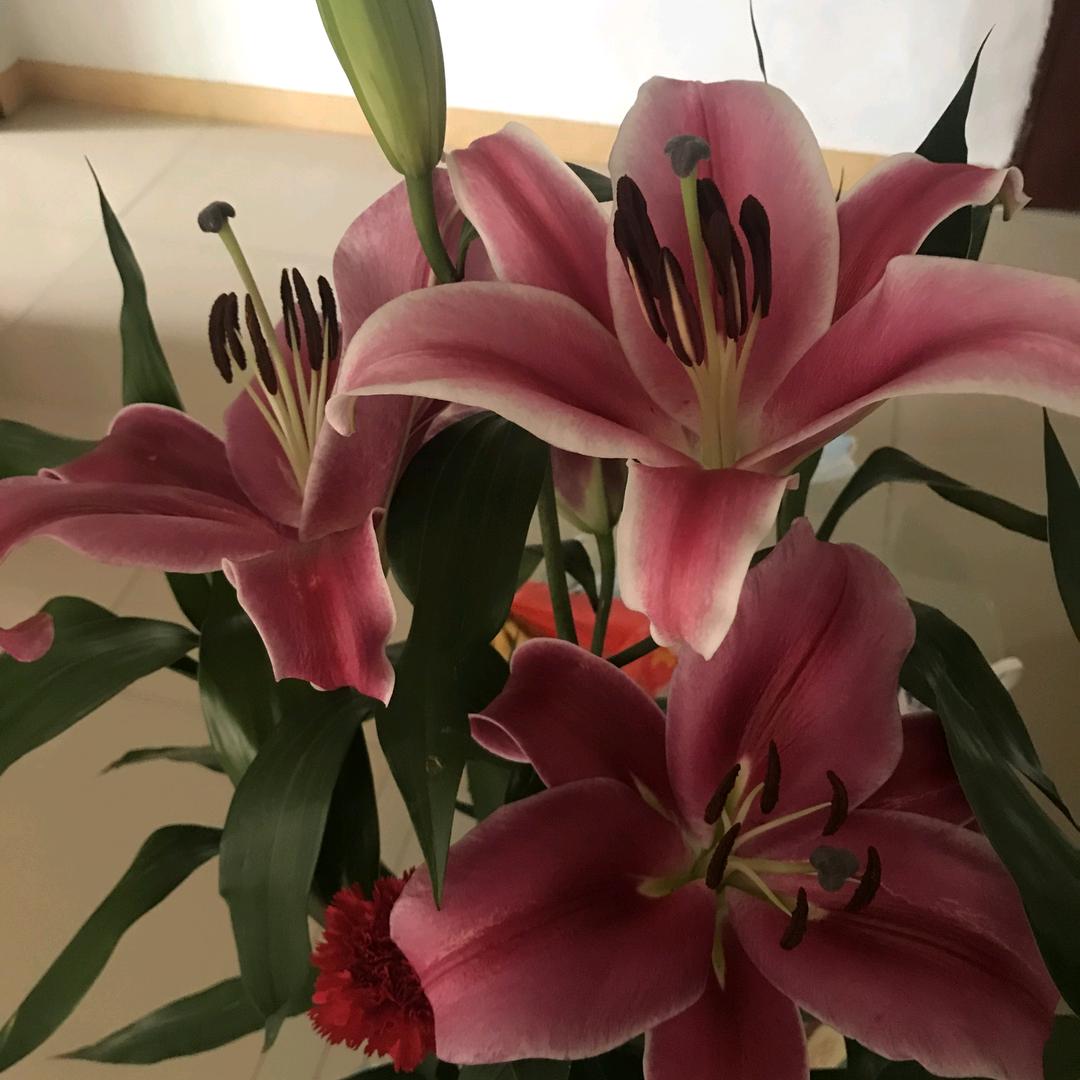 樱花庄园