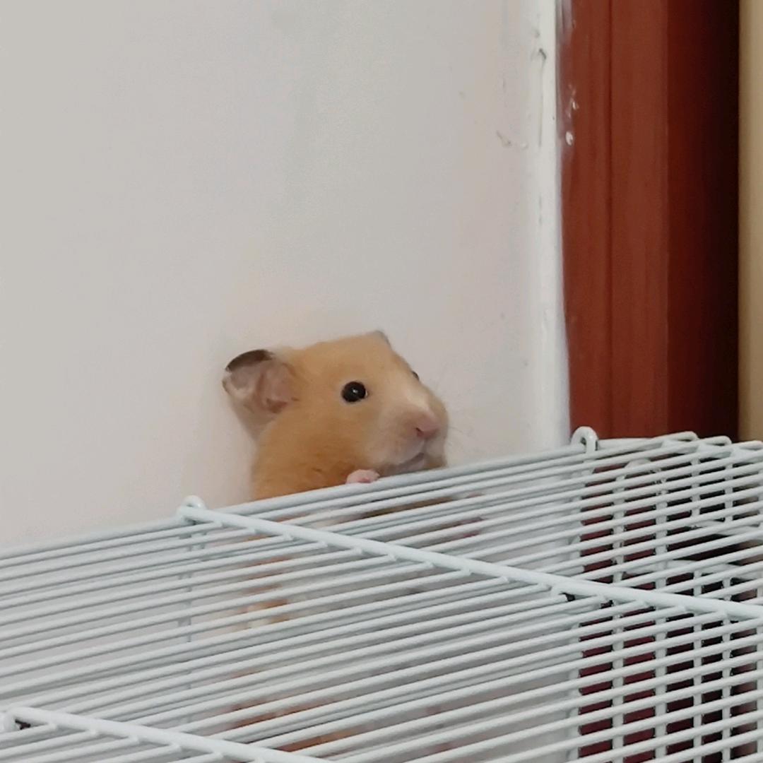 skr（见过邓紫棋版）