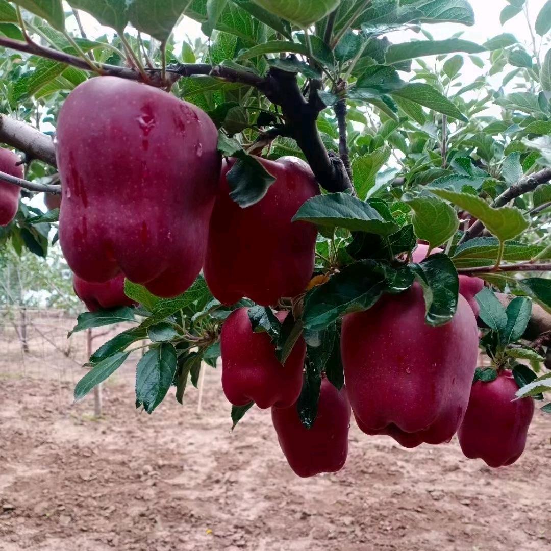 天水水果@883🍎🍓🍒🍑🍉🍇