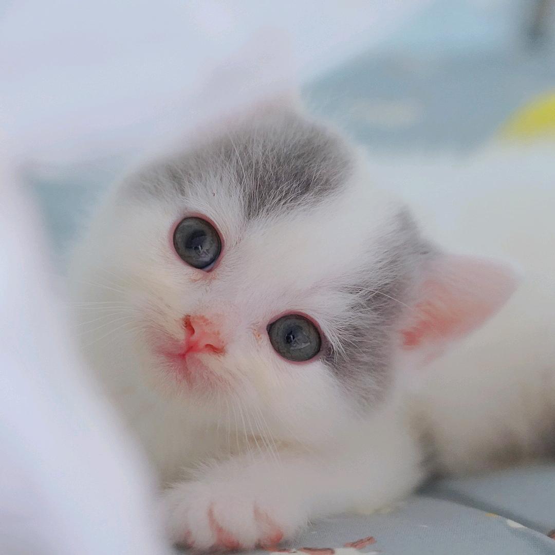 口罩是只猫