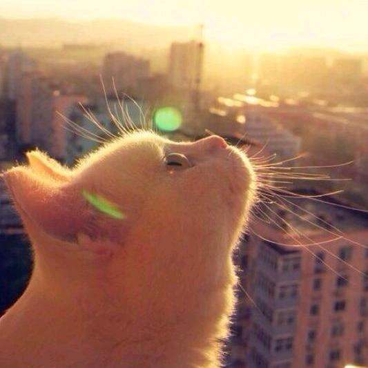 每个人的身上都有毛毛