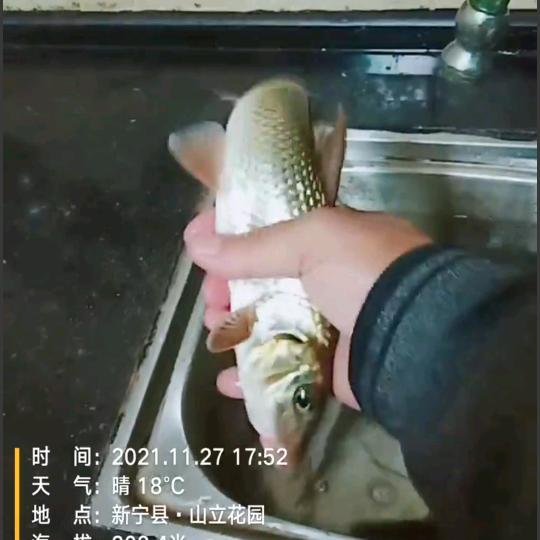 秋哥