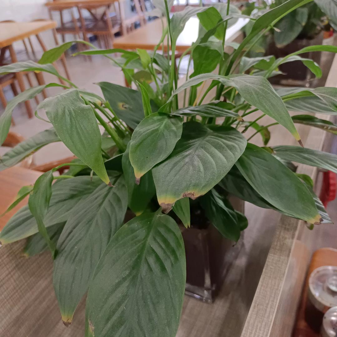 吴江南
