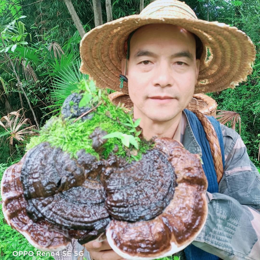 草帽哥本草