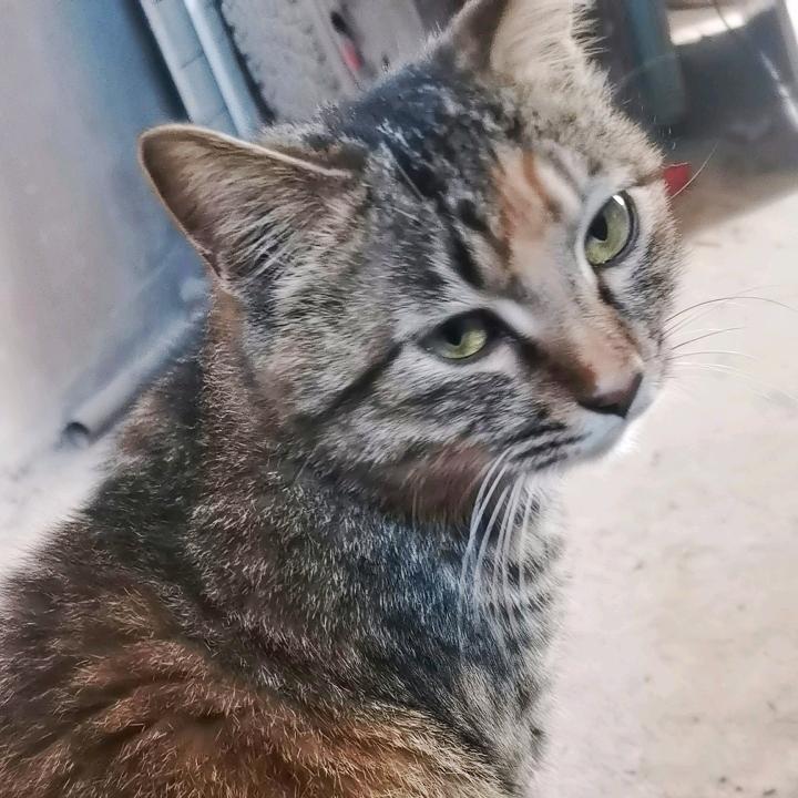 招财猫喵喵喵