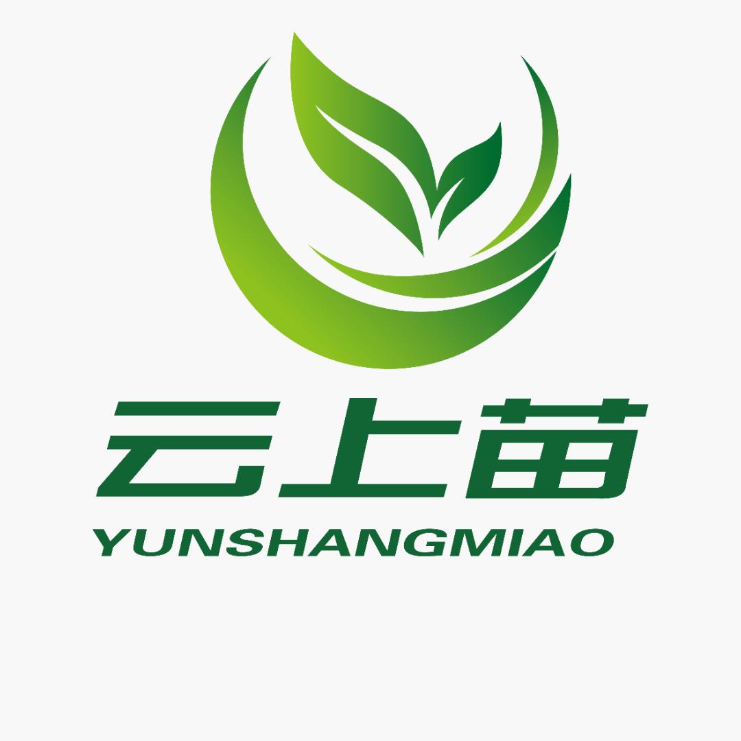 云上苗