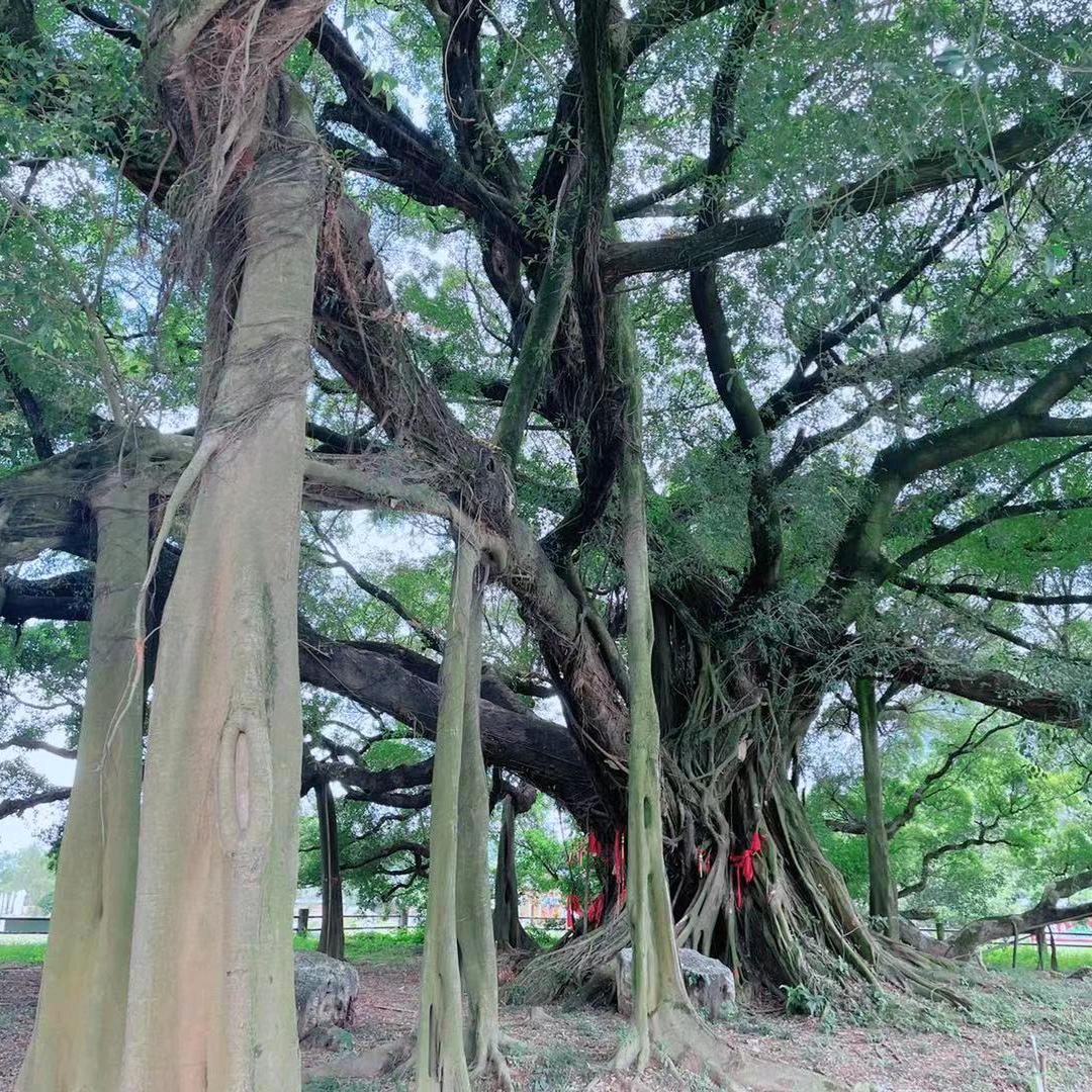 山楂树