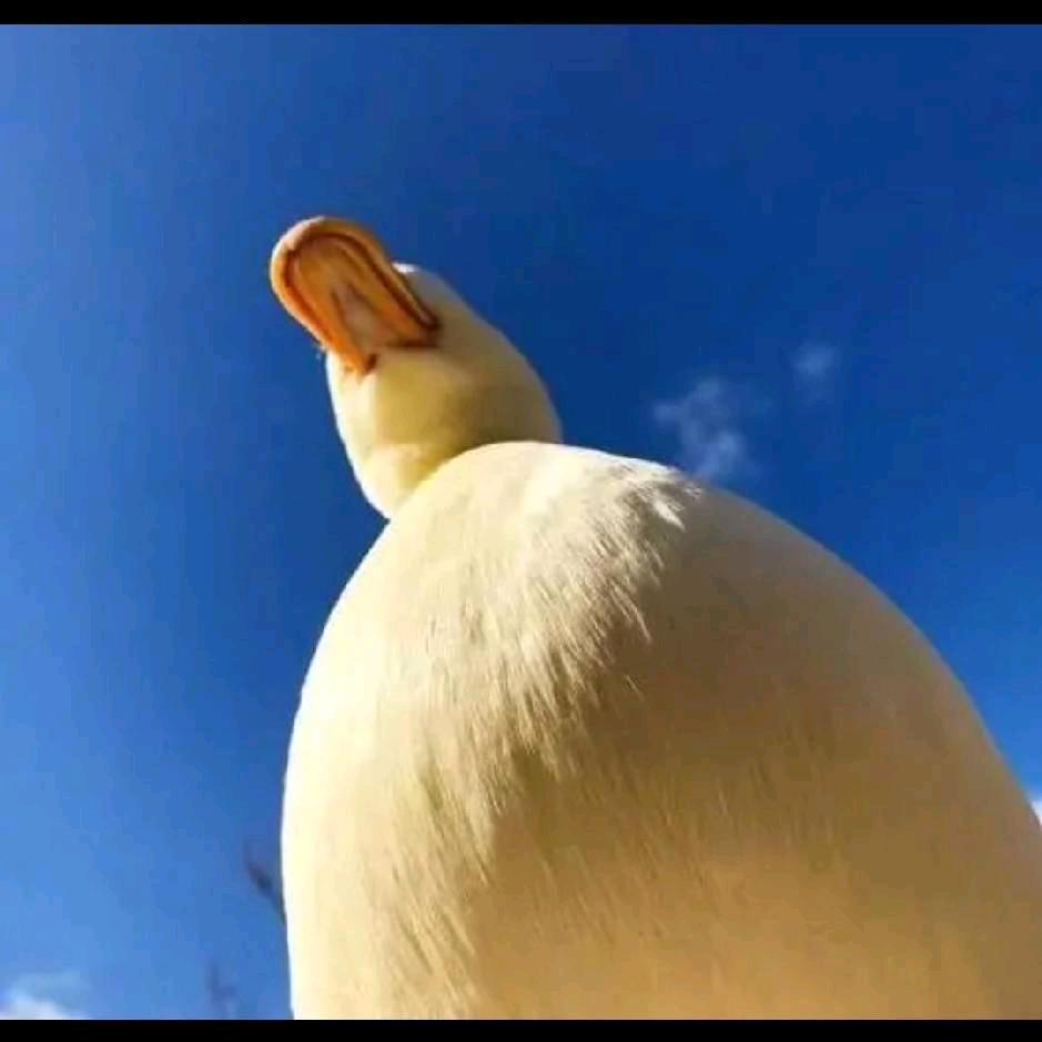阿娇