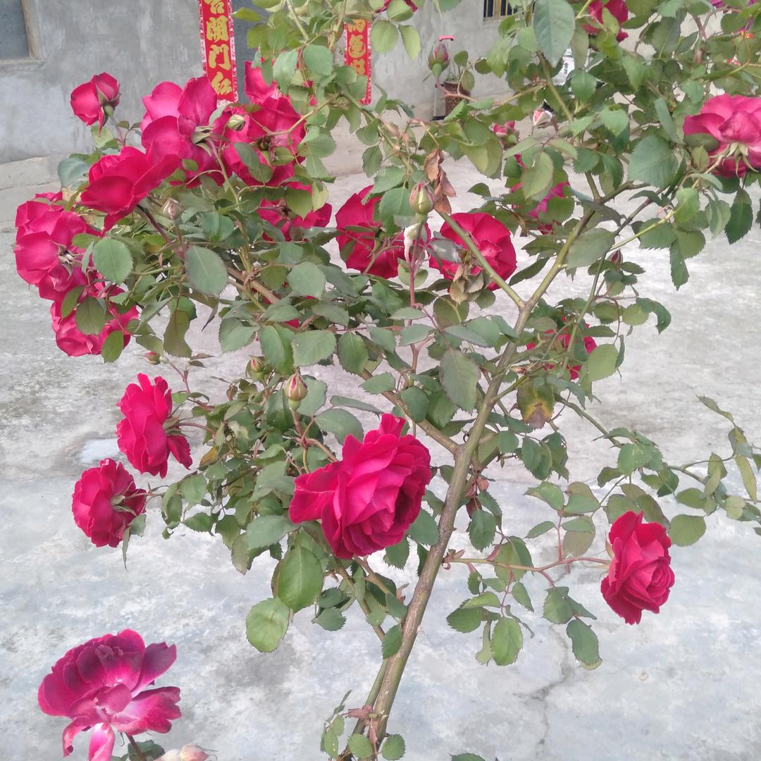 刘翠花