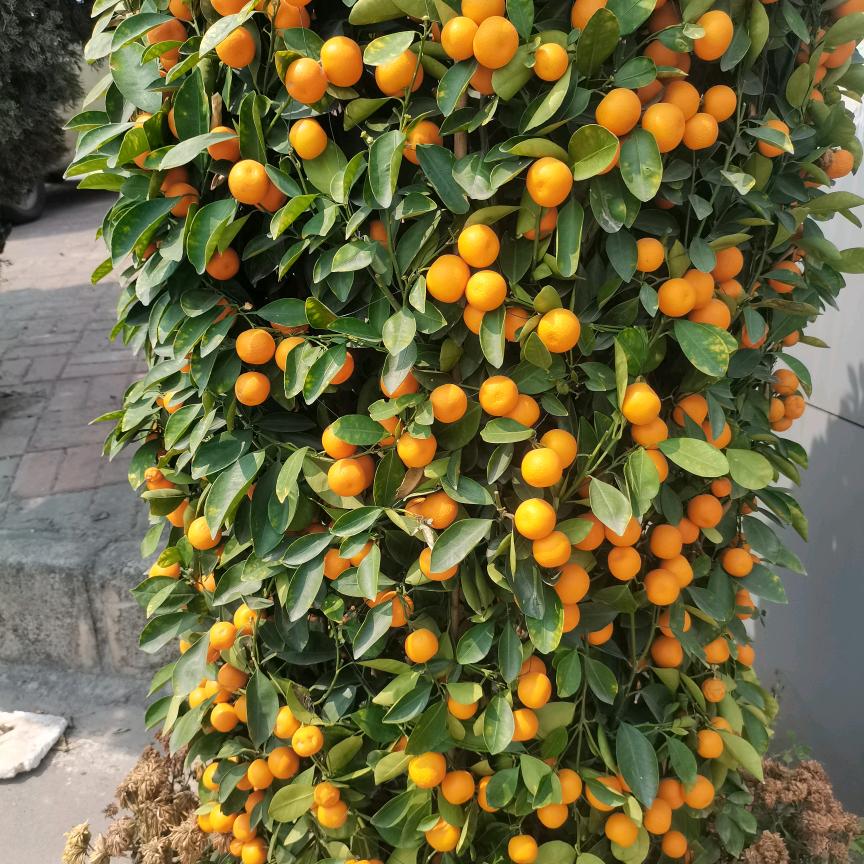 人怕无钱，情怕伤