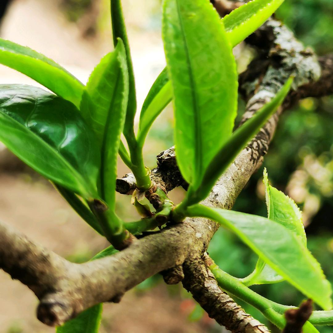 文山石灰加工厂